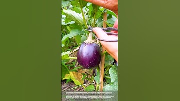 Why Prune Lateral Branches of Eggplant Trees #gardeningtips #pruning