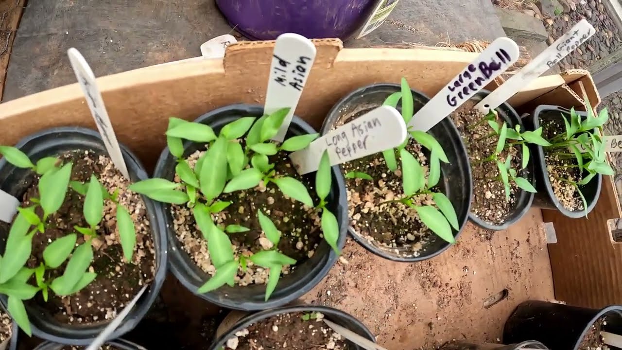 7 Veggies to Plant BEFORE the Last Frost Date for First Garden Harvests