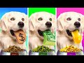 I Rescued 100 Abandoned Dogs! Amazing Pet Hacks | Dog makes my wish come true by Challenge accepted