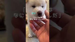 【生後25日目】早すぎる！伝説のあのワザを習得？ #Shorts