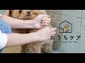 【現役トリマー解説】犬の肛門腺絞り（こうもんせん）の方法を動画で紹介！