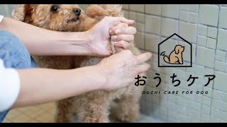 【現役トリマー解説】犬の肛門腺絞り（こうもんせん）の方法を動画で紹介！