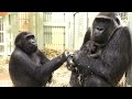 ママを返せ❗️生後2週間の赤ちゃんゴリラに嫉妬する兄ゲンタロウ⭐️Gorilla【京都市動物園】Gentaro is jealous of the two-week-old his brother.