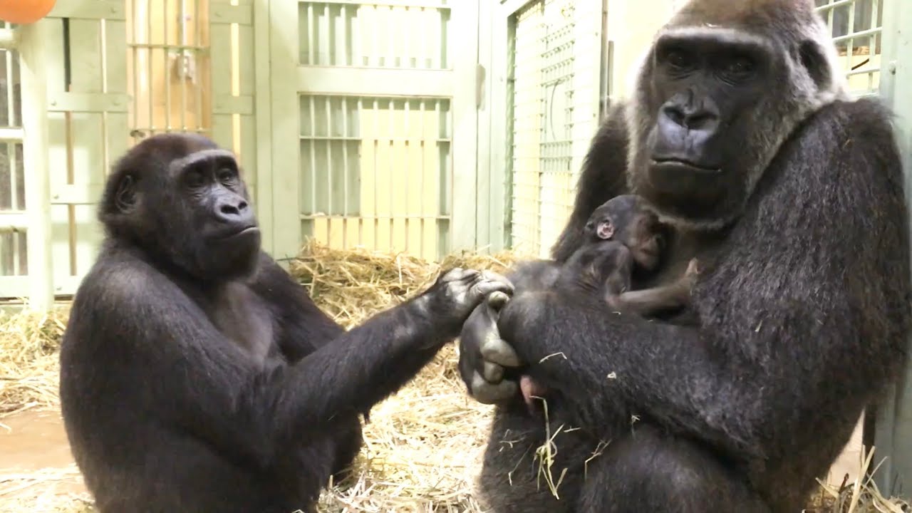 Gorilla⭐️Give me back my mom! Gentaro is jealous of the two-week