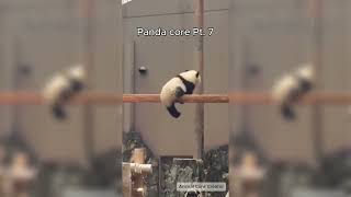 Panda Core Pt. 7