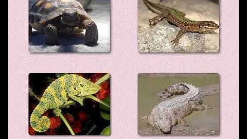 Science Concept  प्राणी वर्गीकरणाची पारंपरिक पदधत (9-10 grade) Marathi med