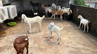 Hyderabadi Bakra Totapari Female Ka High Paid Result Goatfarm