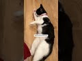 -loving tuxedo cats: play &amp; pet tips #tuxedocats #tuxedocat