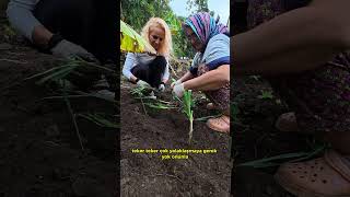 Kış Sebzelerini Toprakla Buluşturduk Köyde Gerçek Bahçe Keyfi