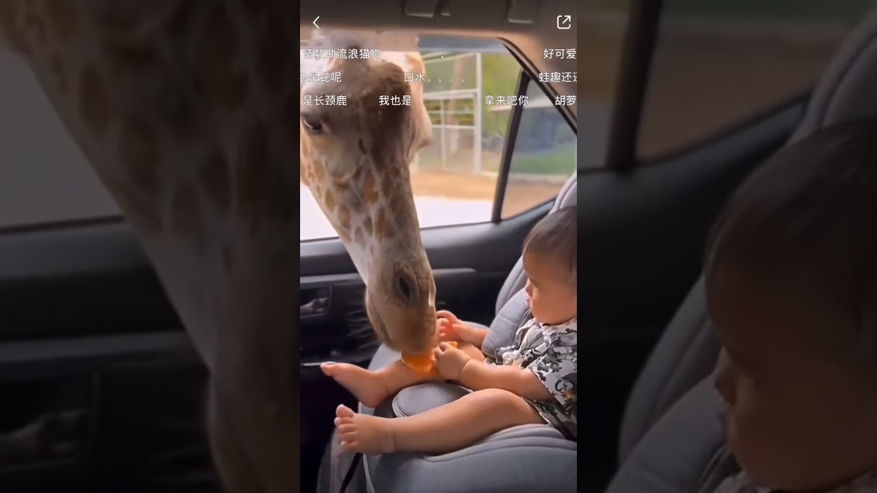 Giraffe snatching food from baby😆😆😆 