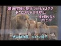 姉妹喧嘩に駆けつけるイオママ　オリトパパも参上　枝を取り合うフウとイト　狩りごっこ大好きイト　オリト＆イオちゃんファミリー Orito & Io family　Lion family
