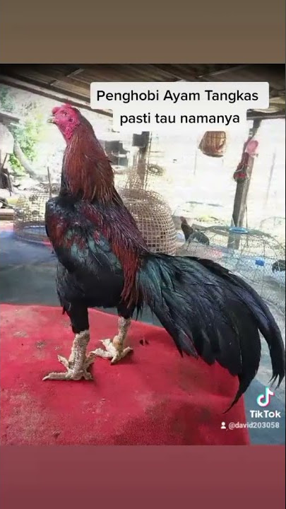 black swan si angsa hitam atau yg lebih di kenal Hongdum milik Mr. nurut.