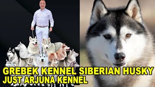 Grebek Peternakan Anjing Siberian Husky  Just Arjuna Kennel