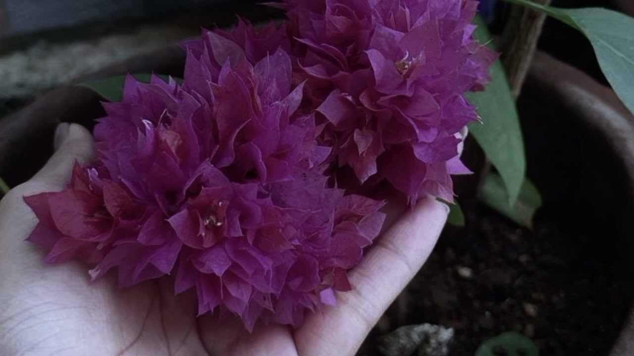 പ്രേമം EP:495 to 498 Pocket FM Series || New series 2024 // Episode:1#Premam full series#Premam1