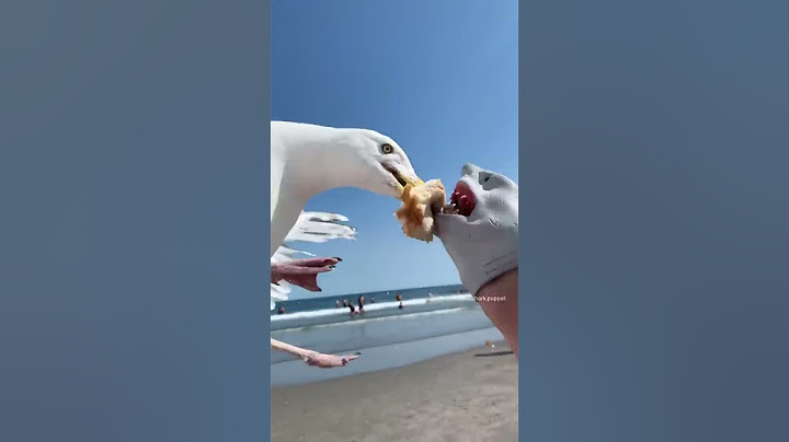 SHARK PUPPET GETS ATTACKED BY SEAGULL