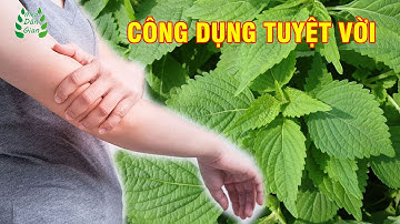 10 Công Dụng Bất Ngờ Của Cây Kinh Giới | Mẹo Dân Gian
