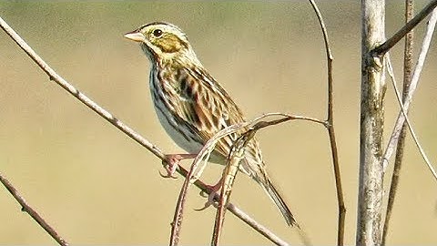 Savannah Sparrow