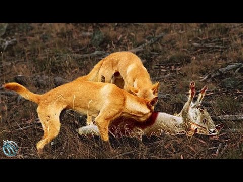Βίντεο: Η Kelpie, Dingo, και άλλες γενεαλογικές φυλές σκύλων της Αυστραλίας