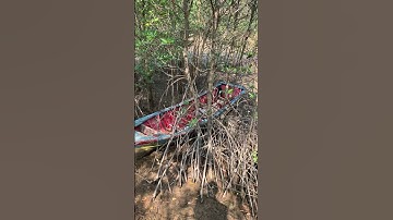 Cuộc sống thú vị của chó cá và rái cá Titi trong rừng ngập mặn Tiun