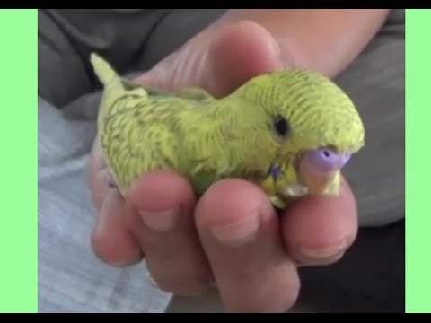 baby-budgie-kicked-out-of-the-nest-at-2-weeks-old-#1---liz-kreate