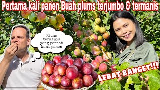 PANEN BUAH PLUMS TERJUMBO DAN TERMANIS PERTAMA KALI || PLUMS SEUKURAN APEL