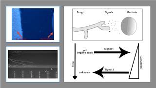 Microscopic Symbiosis Time-Lapse Mortierella Elongata And Burkholderia Growth Interaction