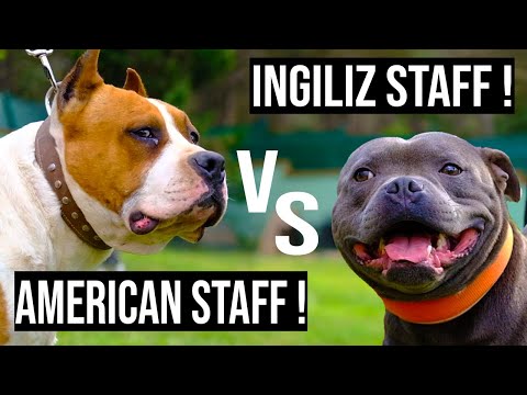 İNGİLİZ STAFF MI ? AMERİCAN STAFF MI ?