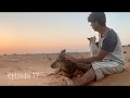 猫のミンナークさん、犬のタイニーさんの散歩にお付き合い。The cat, Minnak joining dog-walking.