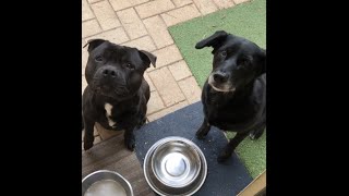 Two Crazy Dogs Besties Compilation #funny #cute #dog #staffy #kelpie ❤