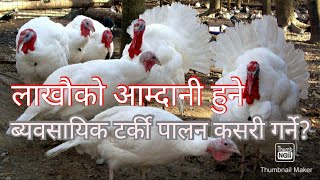 टर्की पालन कसरी गर्ने?||Commercial Turkey Farming in Nepal||2019/Yuwaa Krishi