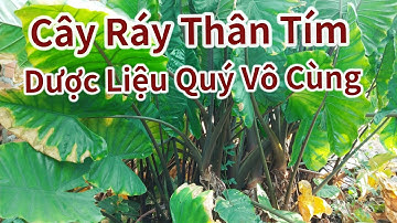 Củ Ráy Thân Tím ( Gọi Là Bạc Hà Núi) Có Công Dụng Hổ Trợ Điều Trị Bệnh