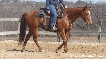 Sassy In The Sand - easy walk, turns, lead changes, work gate! - ValleyViewRanch.net