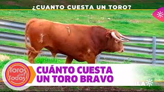 Cuánto Dinero Cuesta Un Toro Bravo?