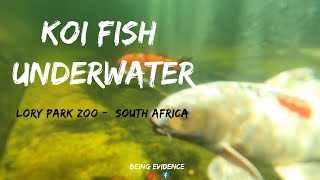Koi Carp Underwater Lory Park Zoo, South Africa