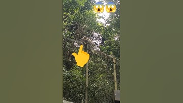 OMG 😱 monkey funny video #shorts #wildlife #leopard #wildanimals #automobile #varshamusic #football