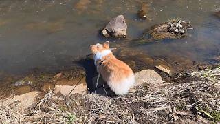 「棒」を咥えたまま、うっかり『春の川』に突入した結果…