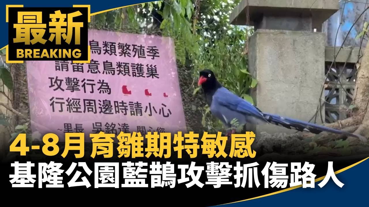 4-8月育雛期特敏感　基隆公園藍鵲攻擊抓傷路人｜#鏡新聞