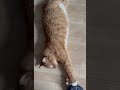 Video of adoptable pet named Diesel, Willow Grove Area, (FCID 04/13/2018-101)SN