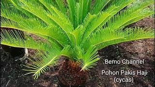 Pohon Pakis Haji Pohon Sikas Tanaman Hias Cycas Pohon Pakis Haji Pohon Sikas Tanaman Hias Cycas