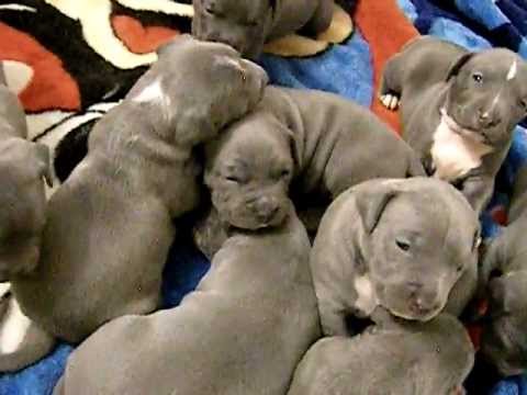 blue nose pitbull puppies craigslist