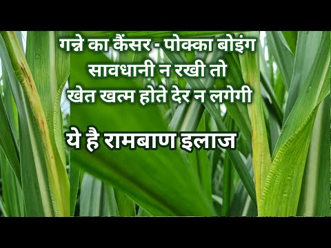 गन्ने का कैंसर पोकका बोइंग, पूरा खेत खत्म होगा | Sugarcane Pokka Boing Treatment in Organic Farming