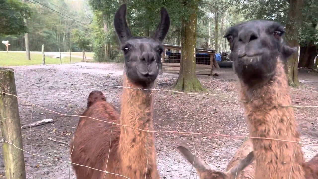 Feeding apples and carrots to the Llamas YouTube