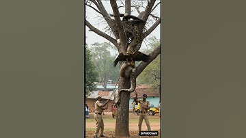 Saving Eagle from Deadly Python Attack! #shorts
