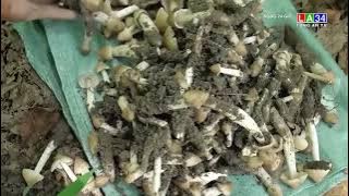 Nấm mối đầu mùa có giá gần 1 triệu đồng mỗi kg I LONG AN TV