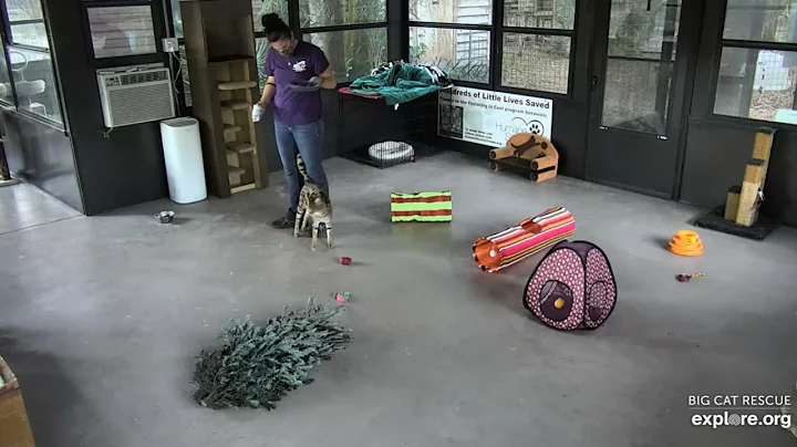 Video 6799571: big savannah cat, big cat rescue, cat smile