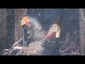 Giant sequoia cut down  june 3rd 2021