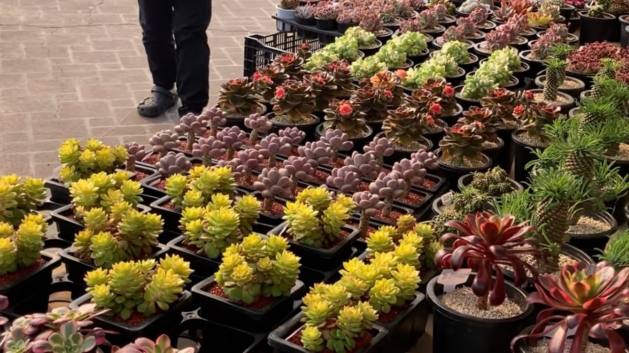 모란장 백년농원에 이쁘고 가격 착한 다육이들 오셔서 데려 가세요~~~~^^