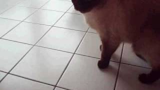 my black cat Ronja & british shorthair white cat Jimbo