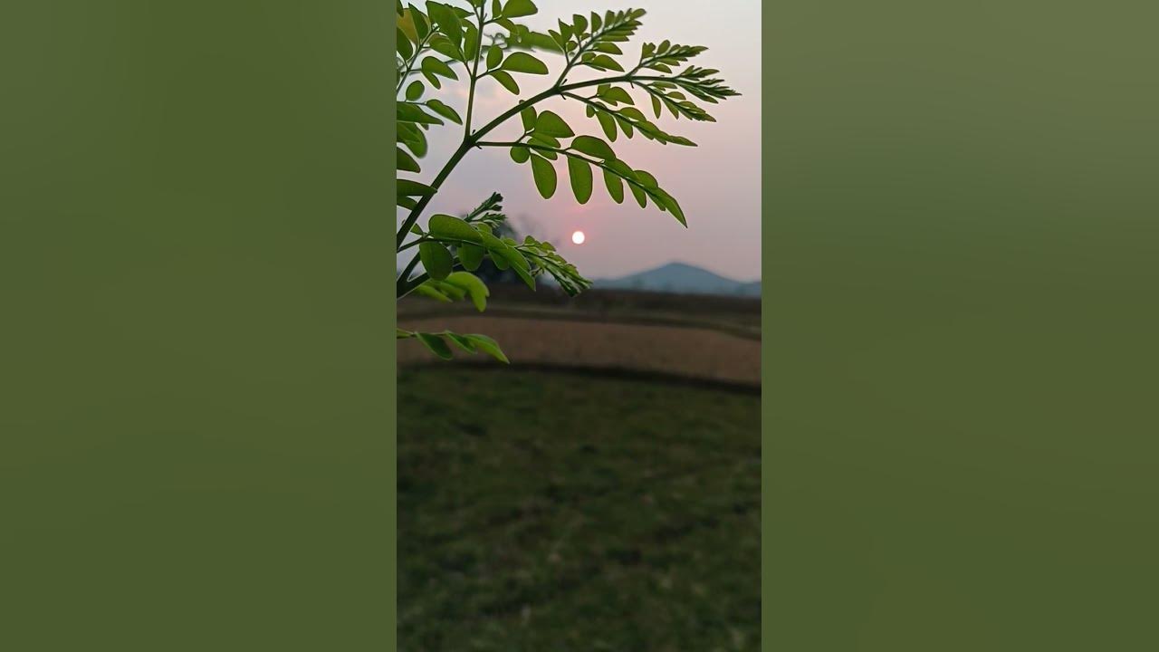 Good Evening Status | Good evening video | Good evening video shoot | evening status #shorts #viral