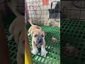 Puppy Barking Aspin Asong Pinoy Philippines Street Dog 